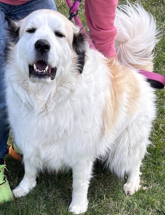 Rocco, a Adoptable Great Pyrenees in Larkspur, CO image 4/4