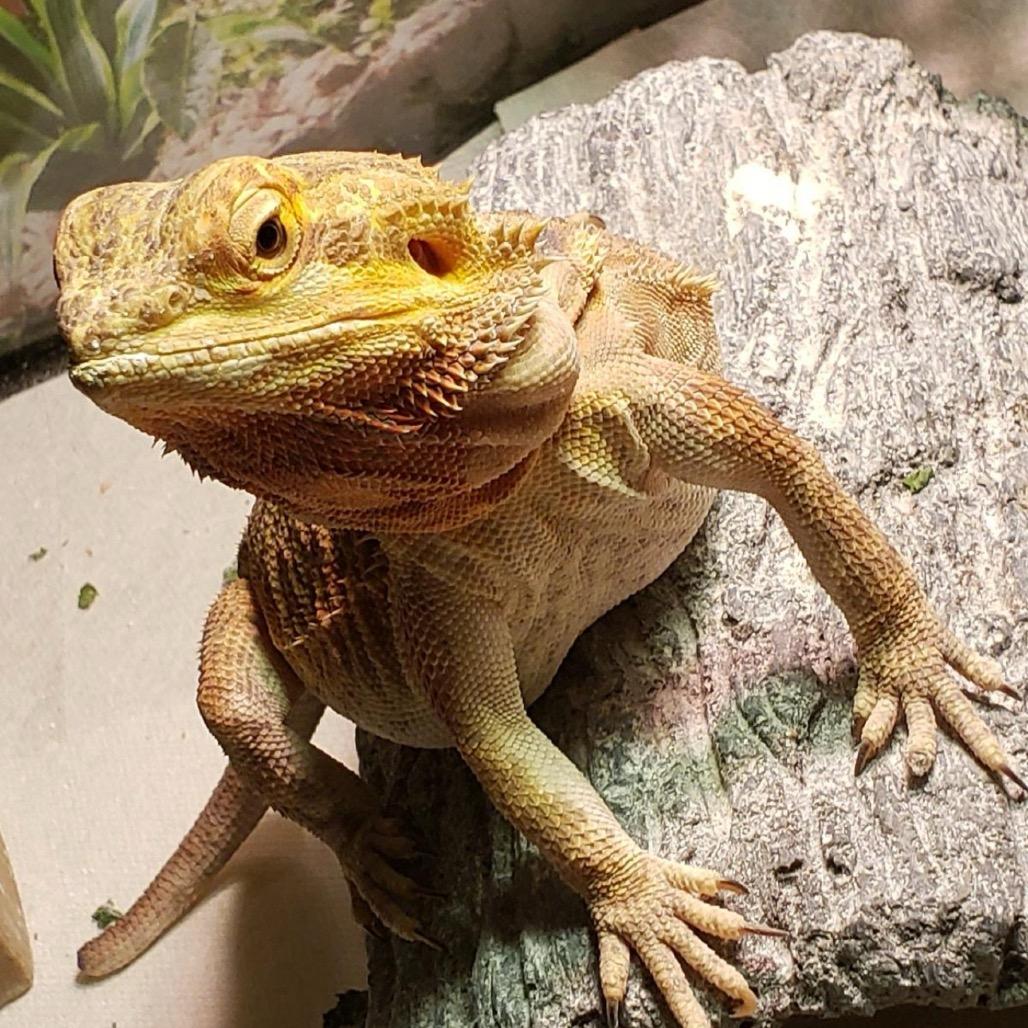 Enlarge Mango, a Adoptable Bearded Dragon in Las Vegas, NV image 1/1