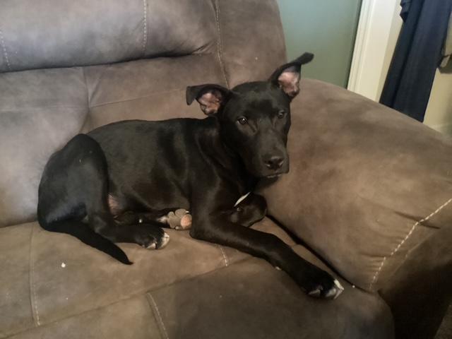 Bailey, a Adoptable mixed breed in Hillsborough, NJ image 3/3