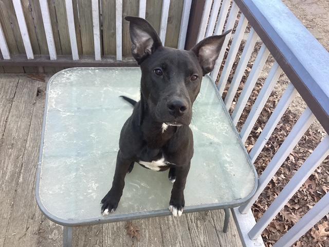 Bailey, Adoptable, Young Male Terrier.