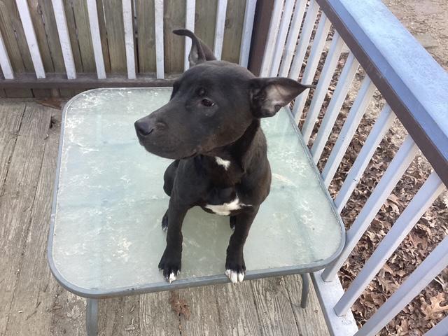 Bailey, a Adoptable mixed breed in Hillsborough, NJ image 2/3