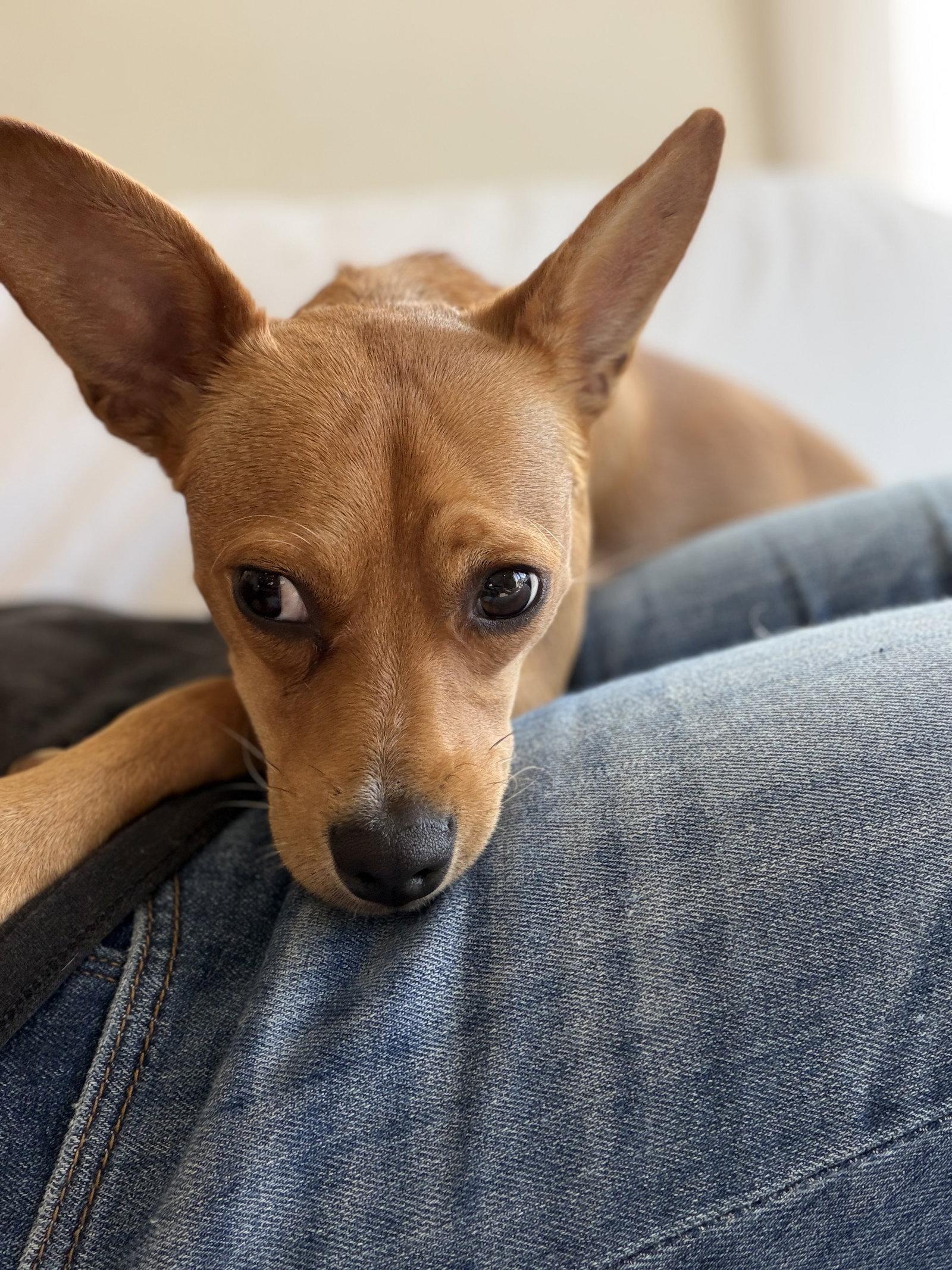 Maple, a Adoptable mixed breed in San Francisco, CA image 1/3