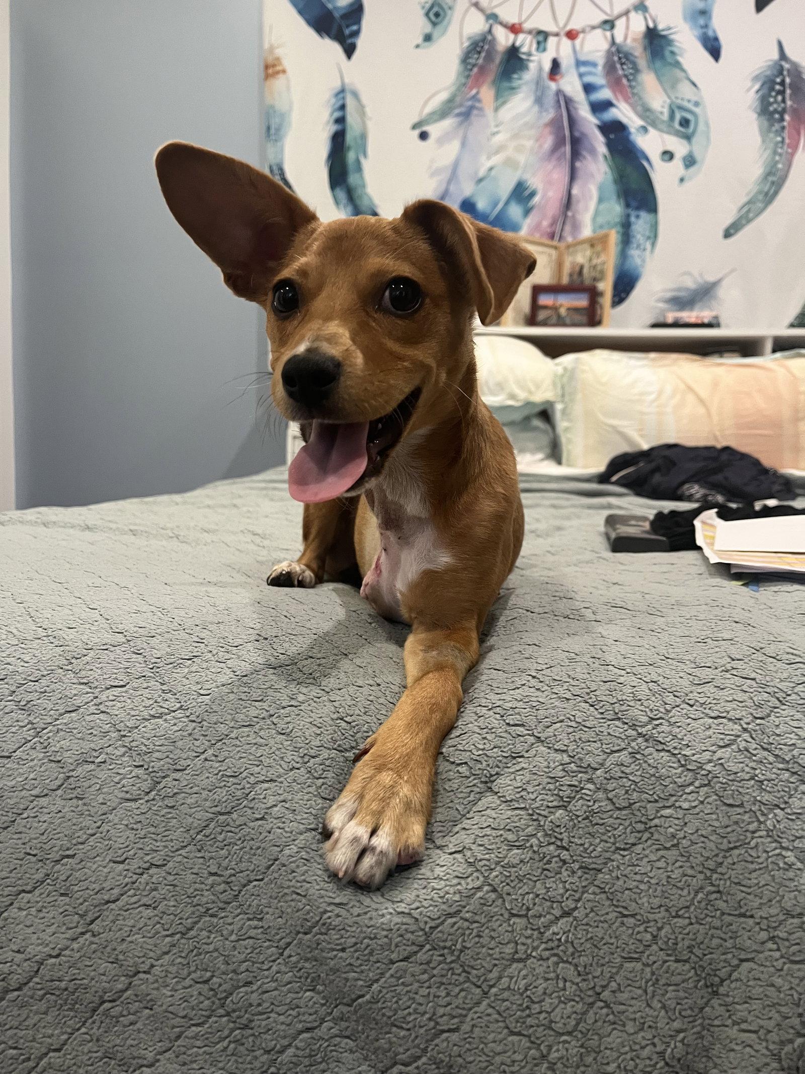 Maple, a Adoptable mixed breed in San Francisco, CA image 3/3