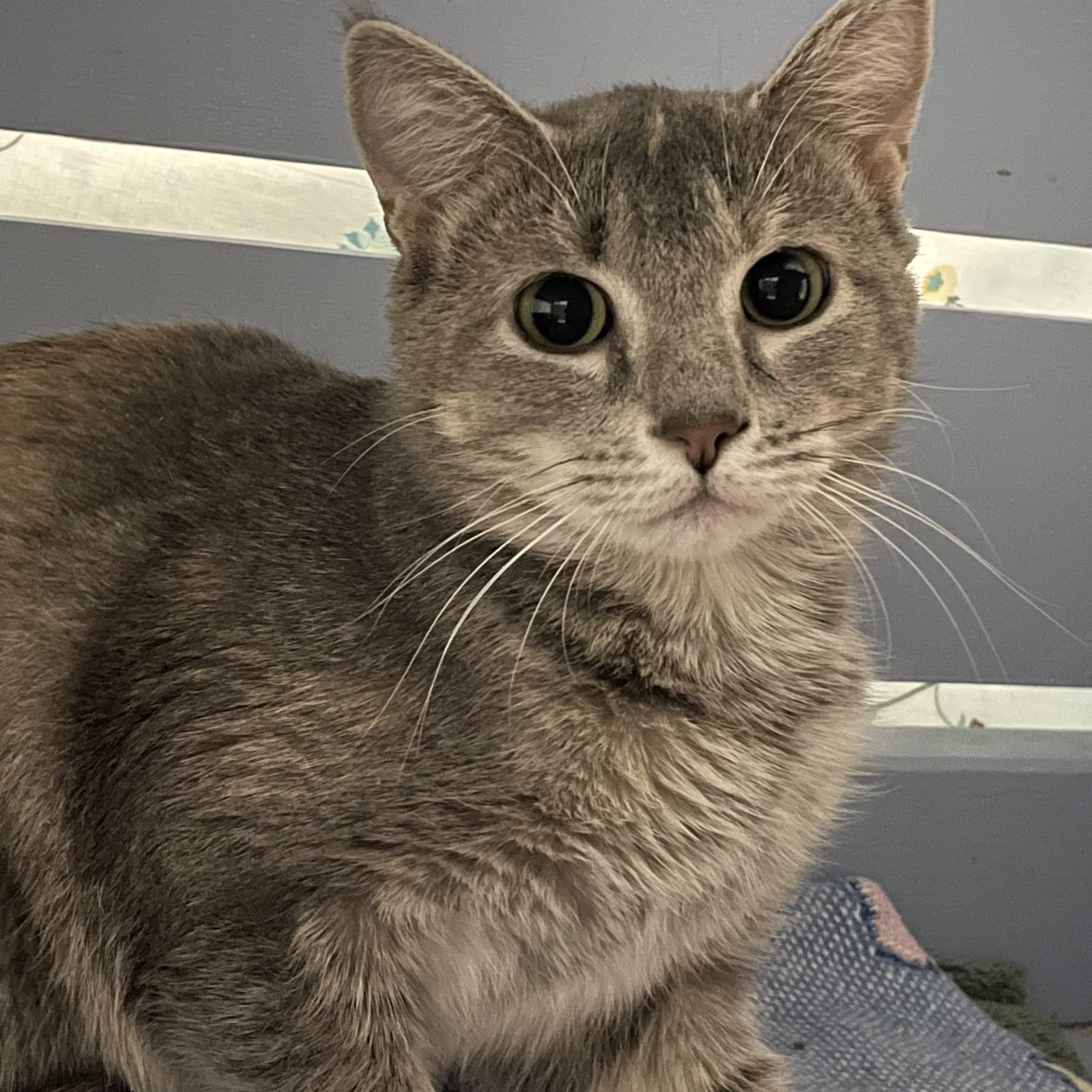 Bianca Blossom, ADOPTABLE, Young Female Domestic Short Hair.