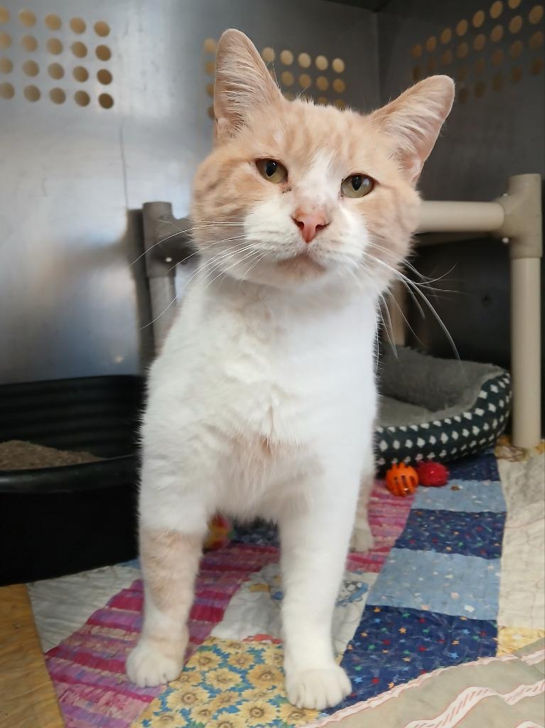 Enlarge Harvey, a Adoptable mixed breed in Ladysmith, WI image 1/2