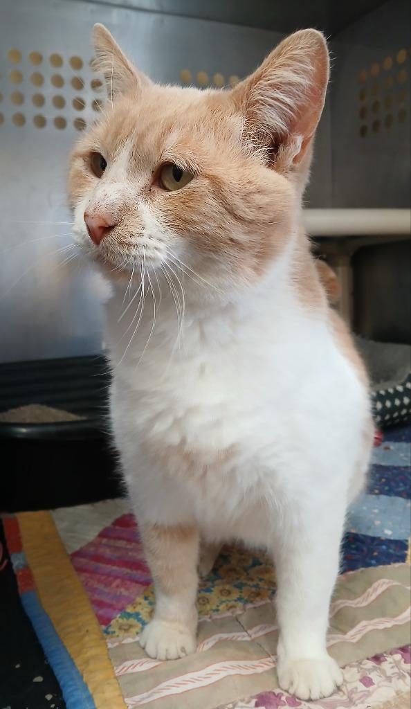 Enlarge Harvey, a Adoptable mixed breed in Ladysmith, WI image 2/2