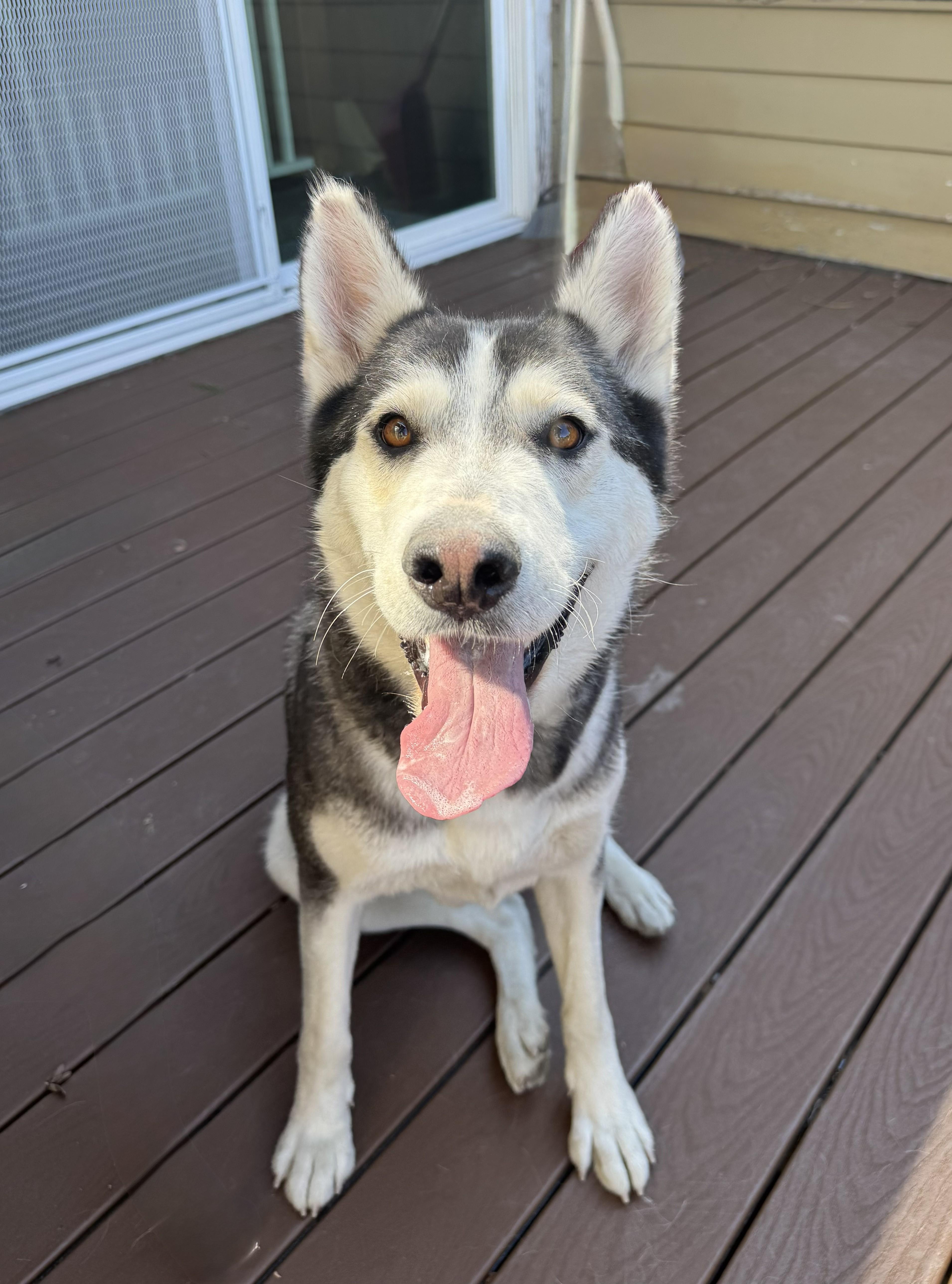 Enlarge Siggy, a ADOPTABLE mixed breed in Forest Falls, CA image 4/6