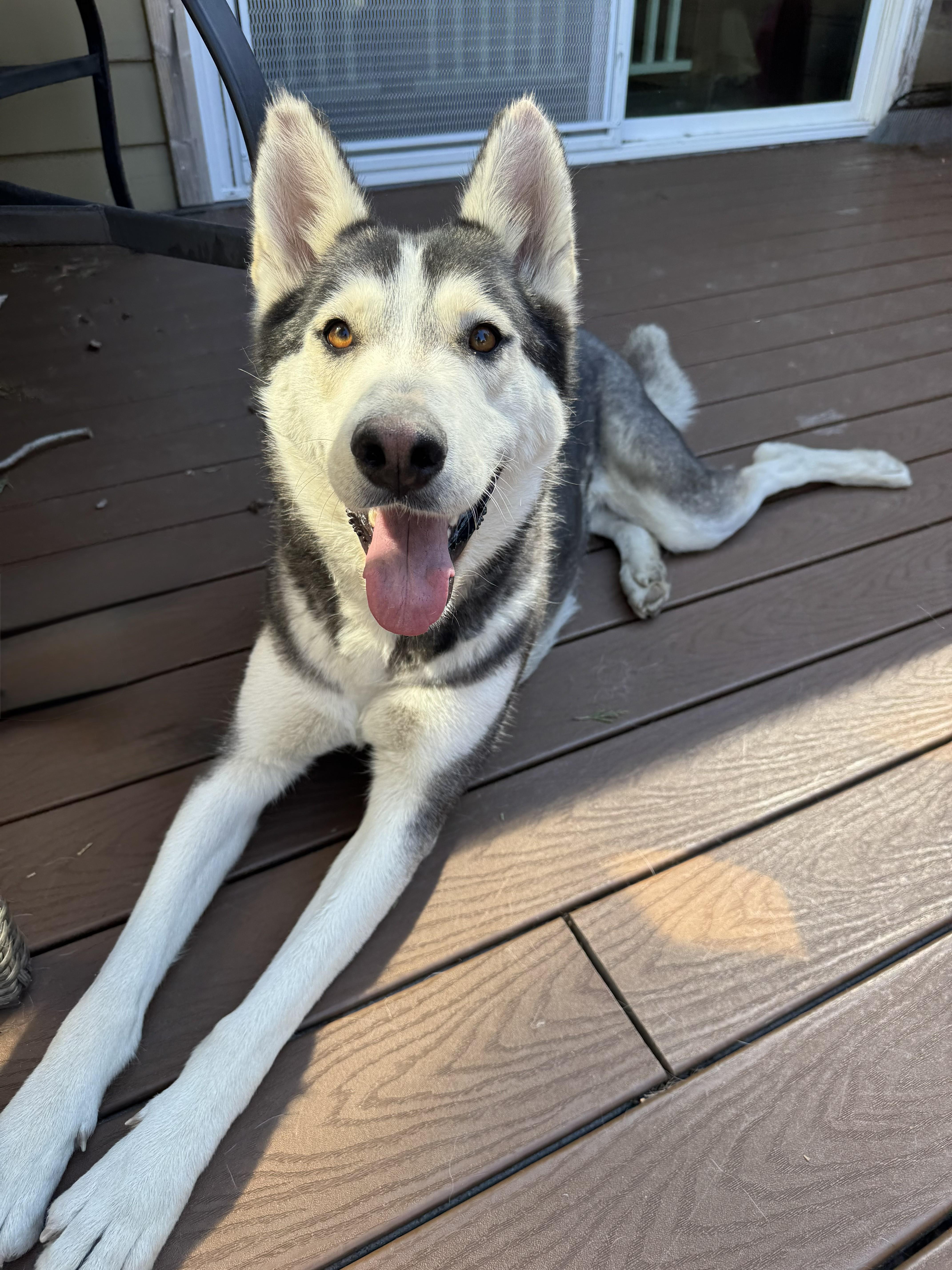 Enlarge Siggy, a ADOPTABLE mixed breed in Forest Falls, CA image 3/6