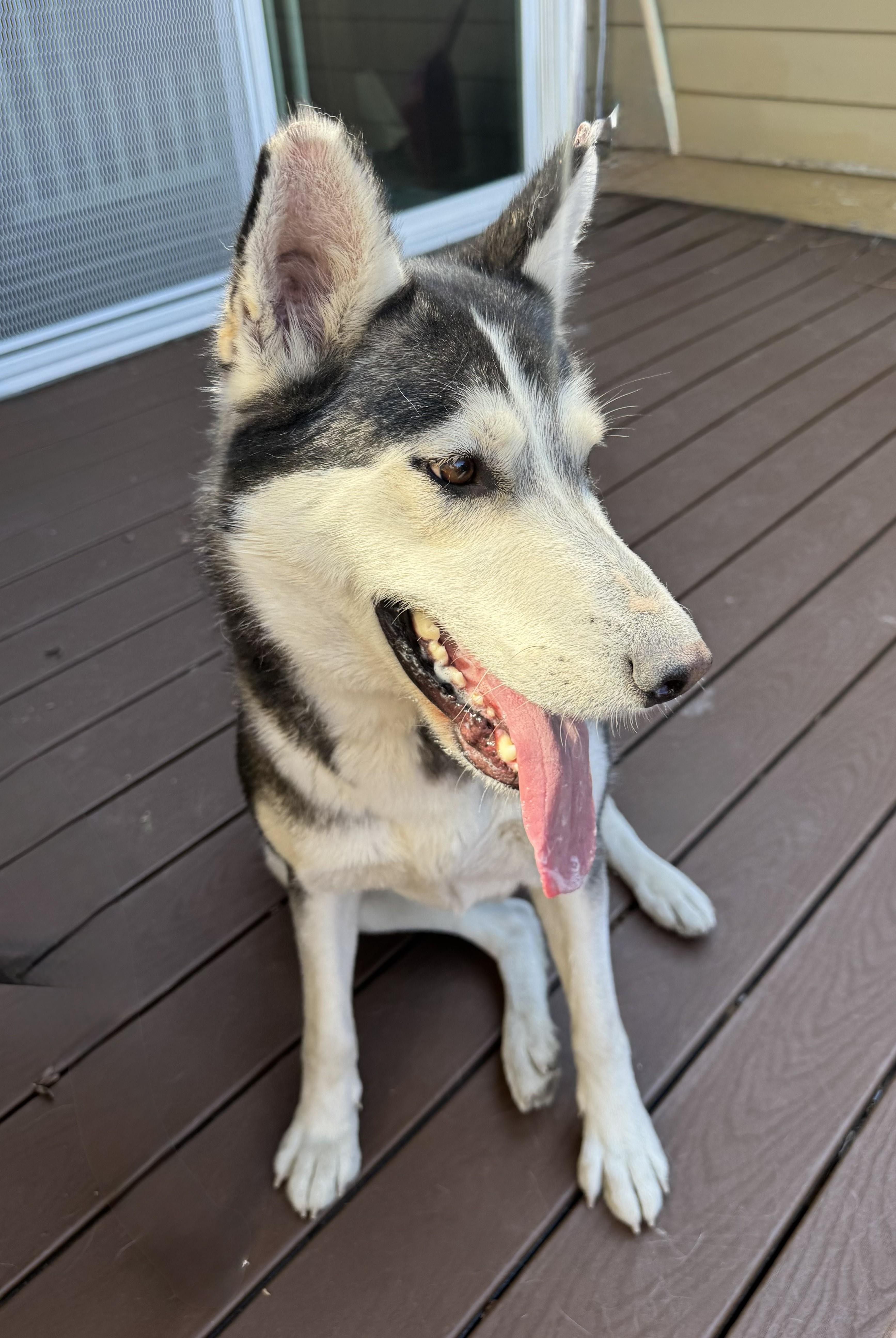 Enlarge Siggy, a ADOPTABLE mixed breed in Forest Falls, CA image 5/6