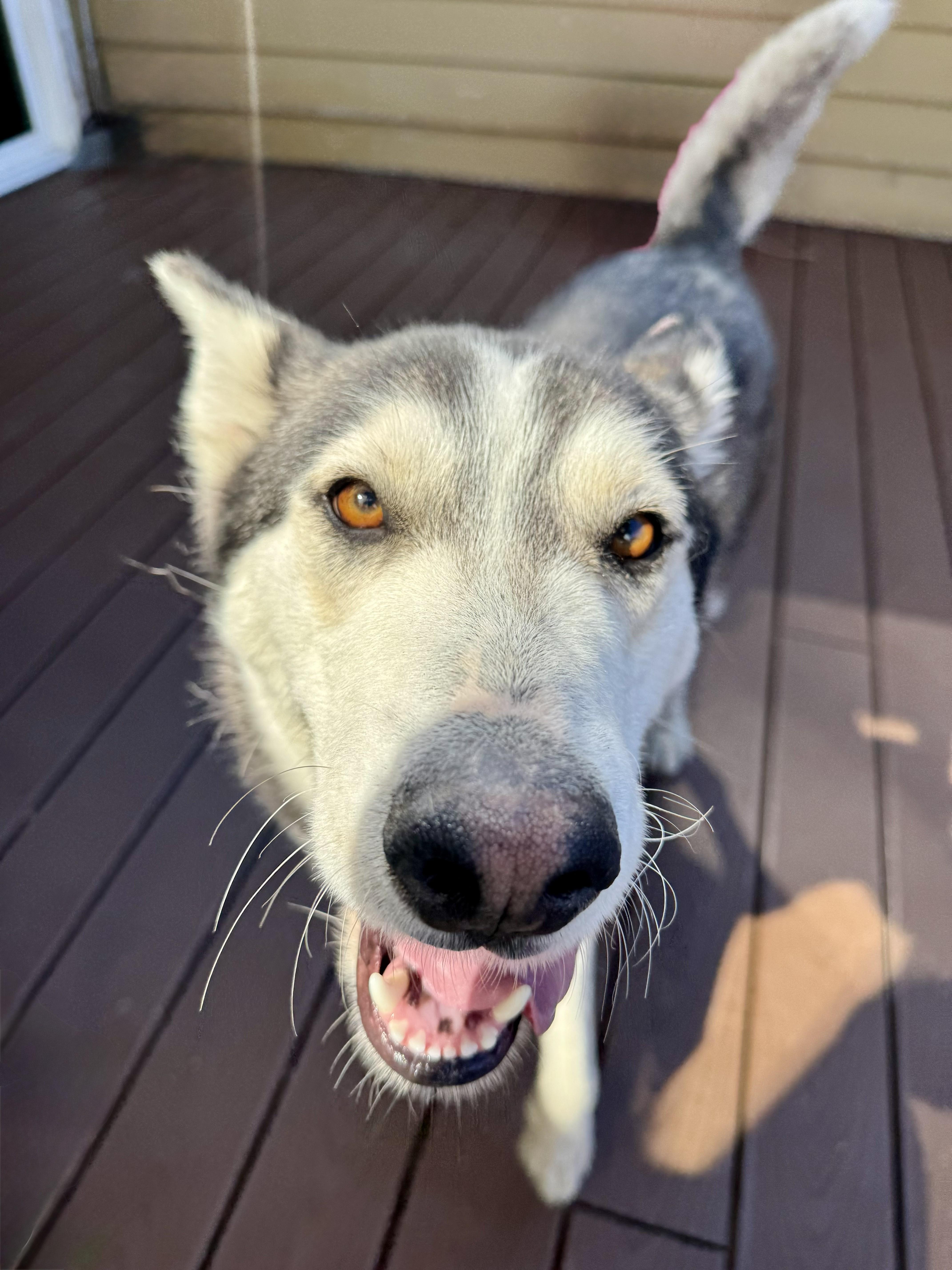 Enlarge Siggy, a ADOPTABLE mixed breed in Forest Falls, CA image 6/6