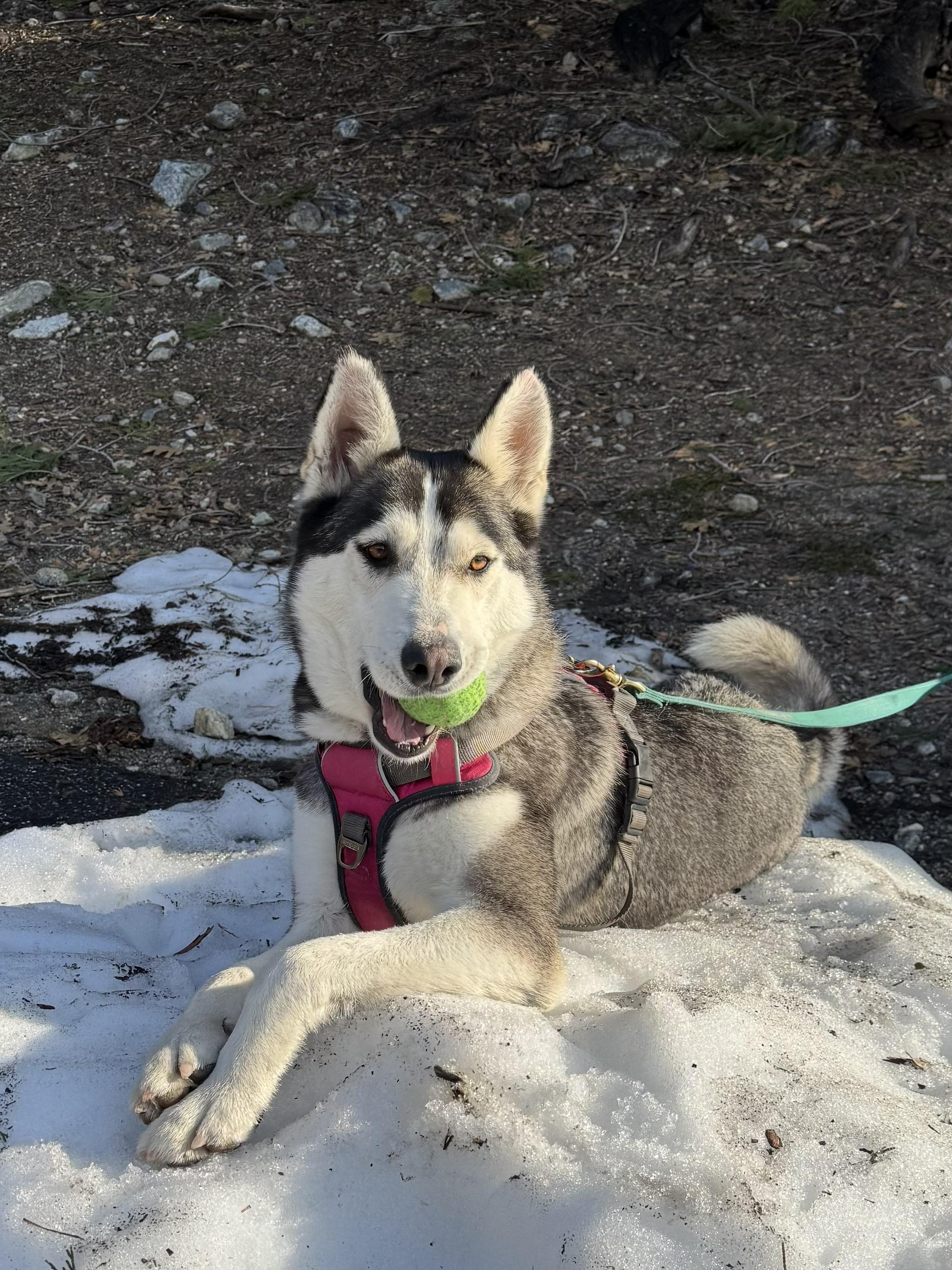 Enlarge Siggy, a ADOPTABLE mixed breed in Forest Falls, CA image 2/6