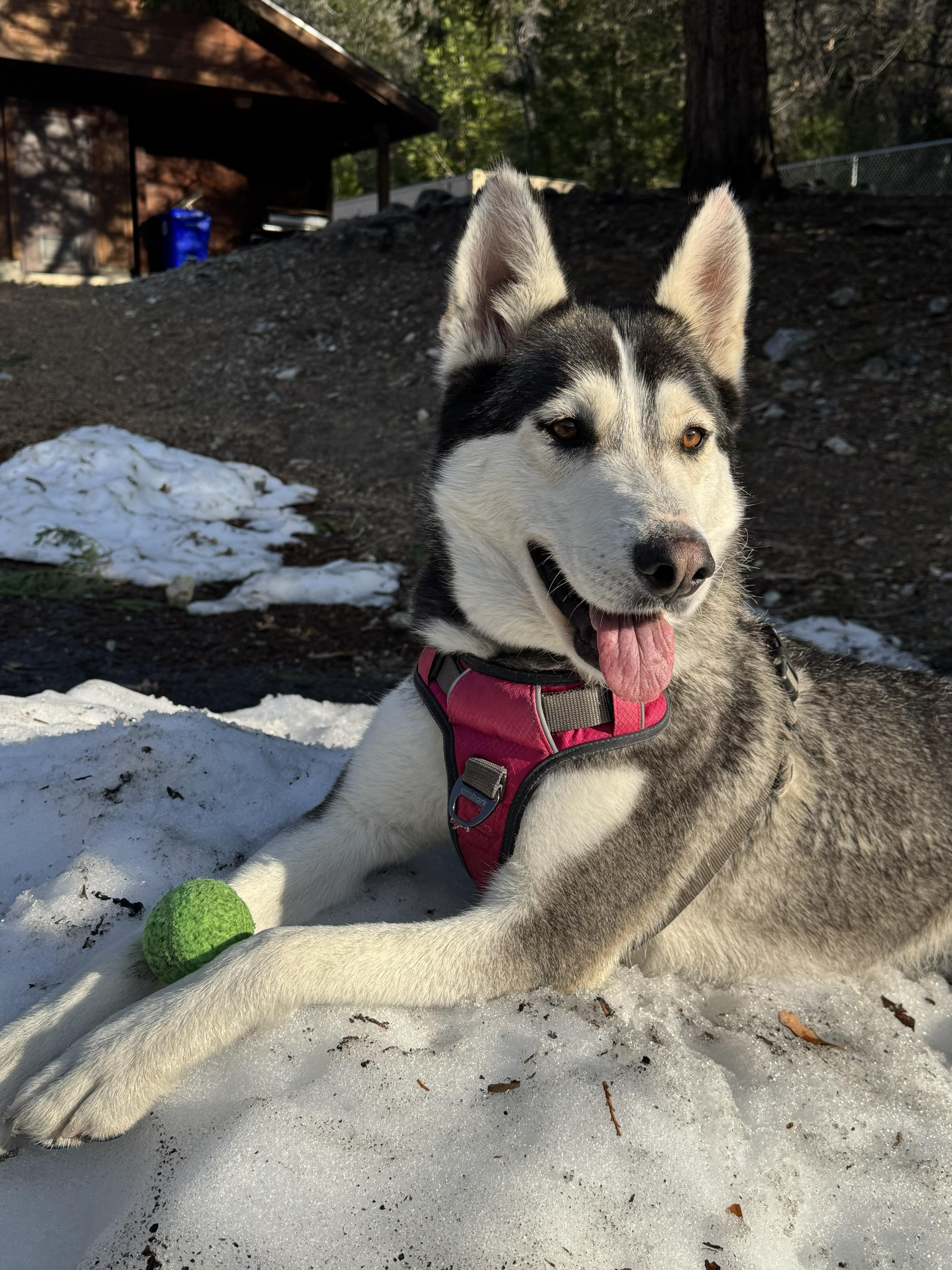 Siggy, ADOPTABLE, Young Female Husky.