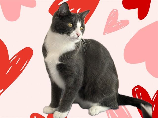 EVINA, Adoptable, Young Female Domestic Short Hair.