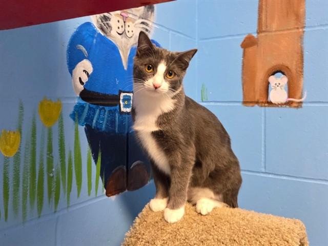 Enlarge EVINA, a Adoptable Domestic Short Hair in Ames, IA image 1/1