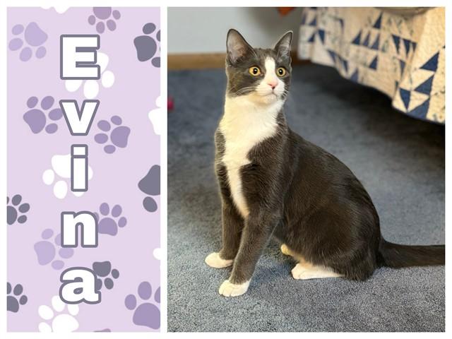 Enlarge EVINA, a Adoptable Domestic Short Hair in Ames, IA image 1/1