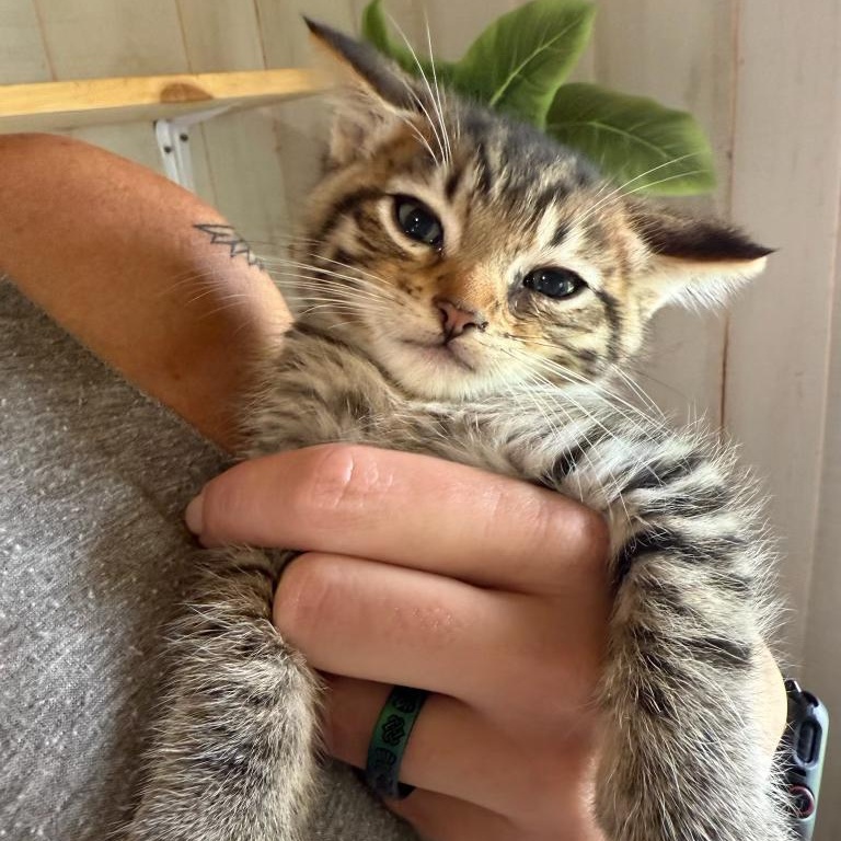 Carl, a Adoptable mixed breed in Murphysboro, IL image 5/6