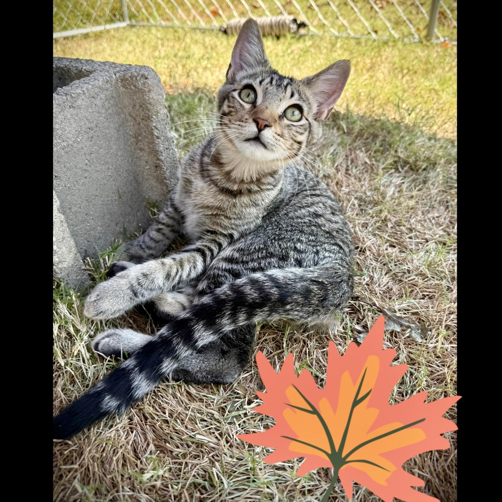 Carl, a Adoptable mixed breed in Murphysboro, IL image 2/6