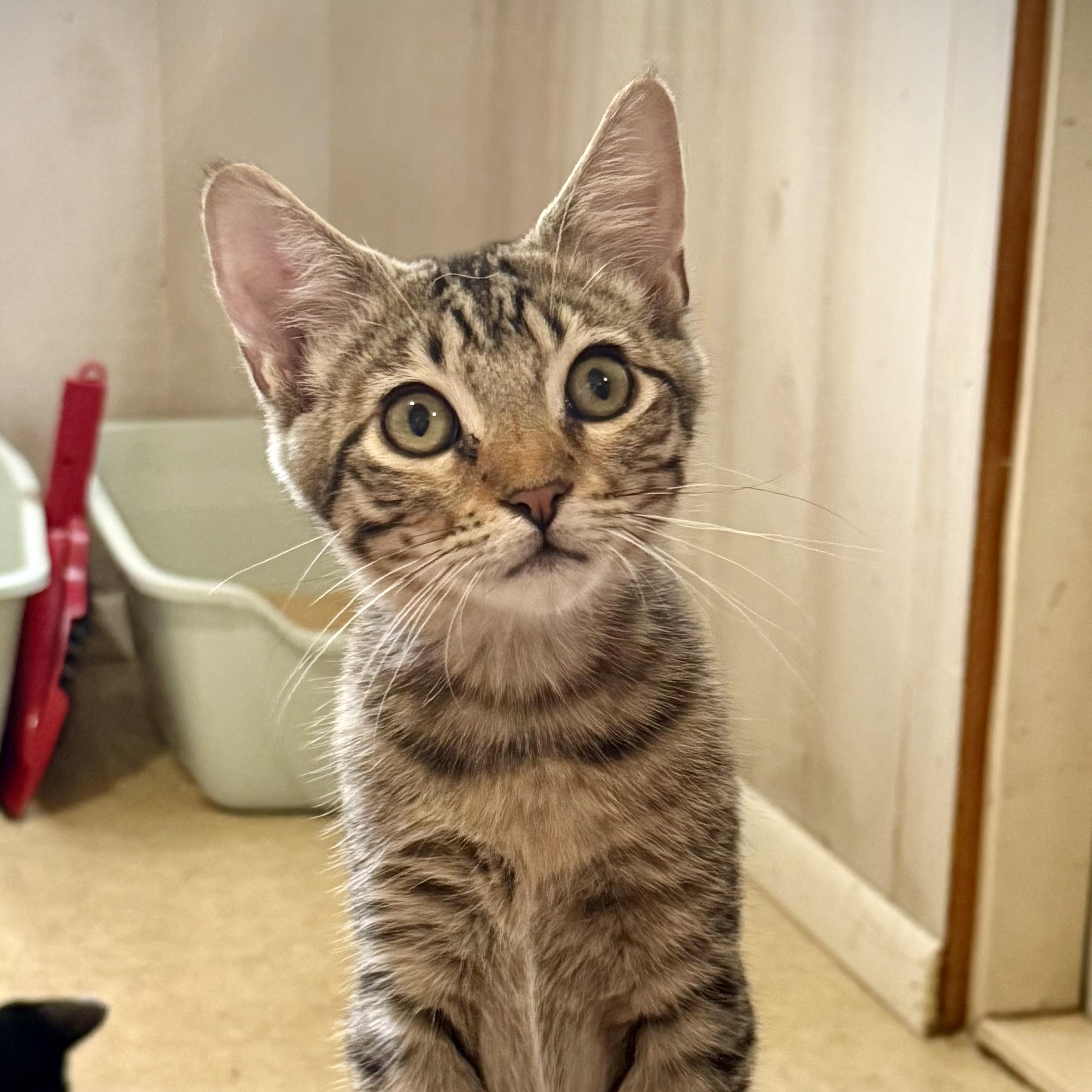 Carl, a Adoptable mixed breed in Murphysboro, IL image 3/6