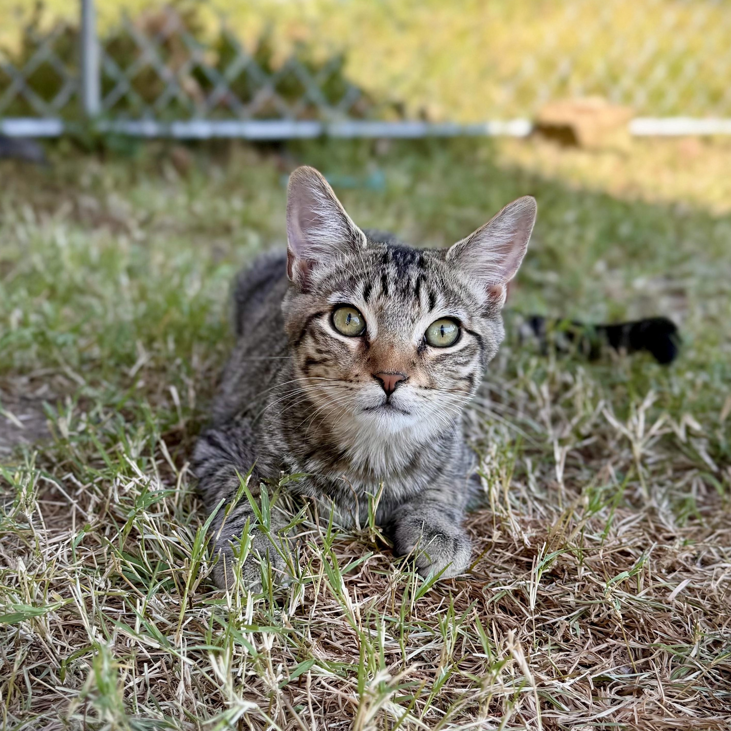 Carl, a Adoptable mixed breed in Murphysboro, IL image 1/6
