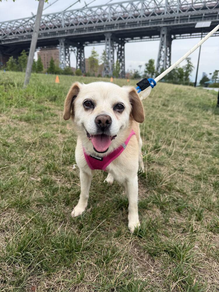 Emma, Adoptable, Senior Female Jindo.