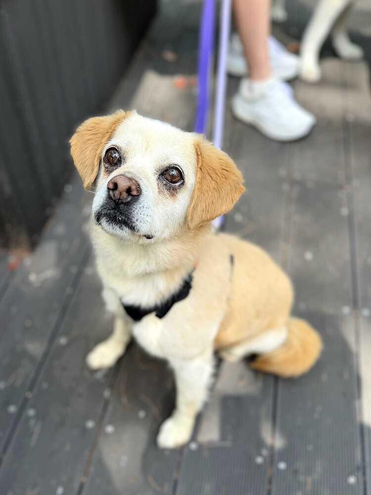 Enlarge Emma, a Adoptable Jindo in Long Island City, NY image 2/6