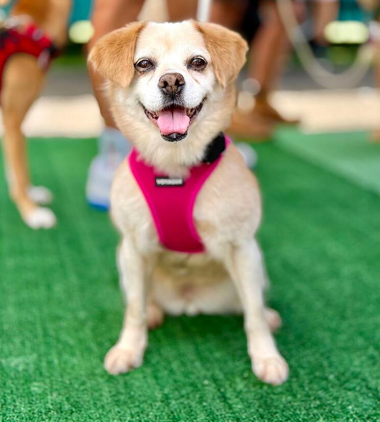 Enlarge Emma, a Adoptable Jindo in Long Island City, NY image 3/6