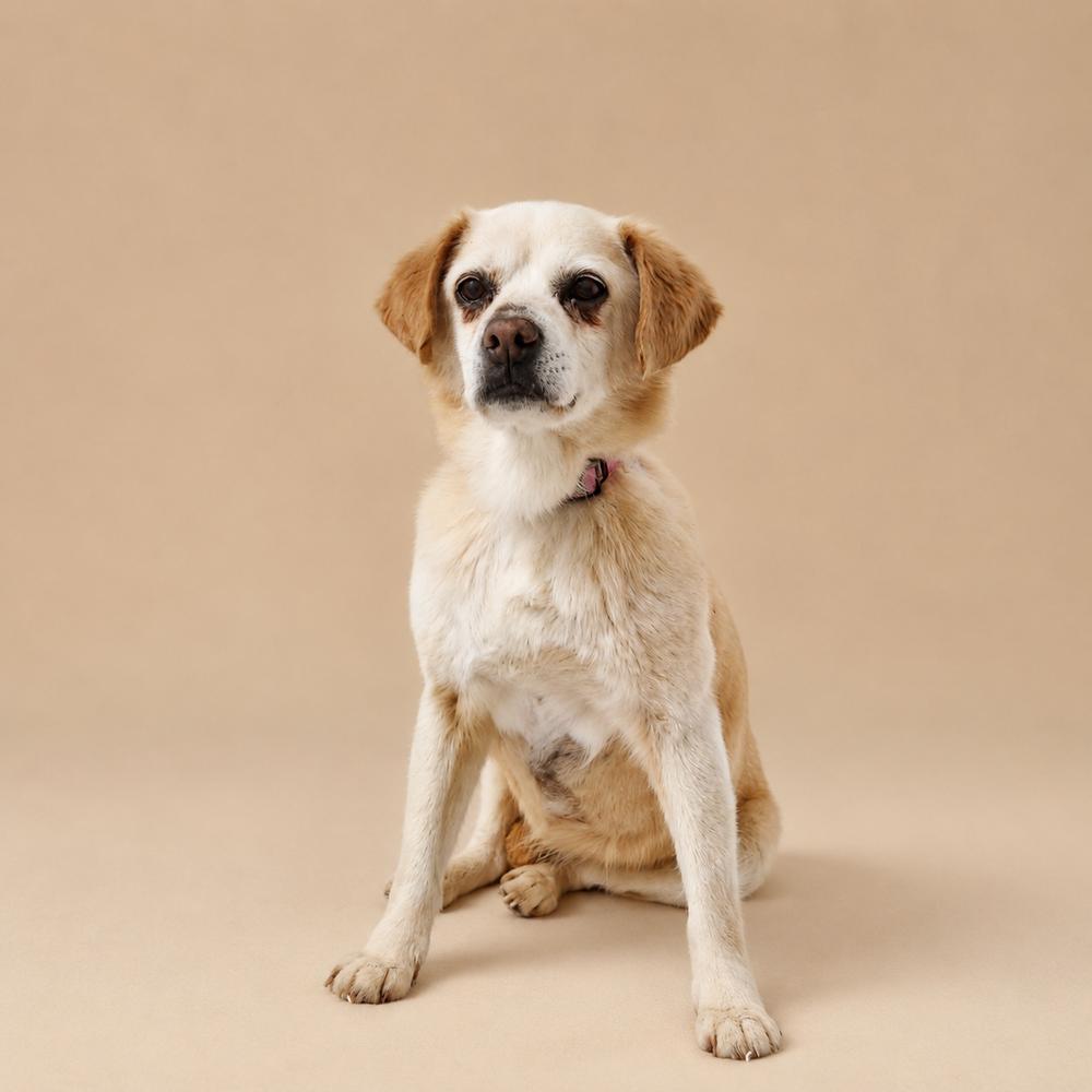 Enlarge Emma, a Adoptable Jindo in Long Island City, NY image 4/6