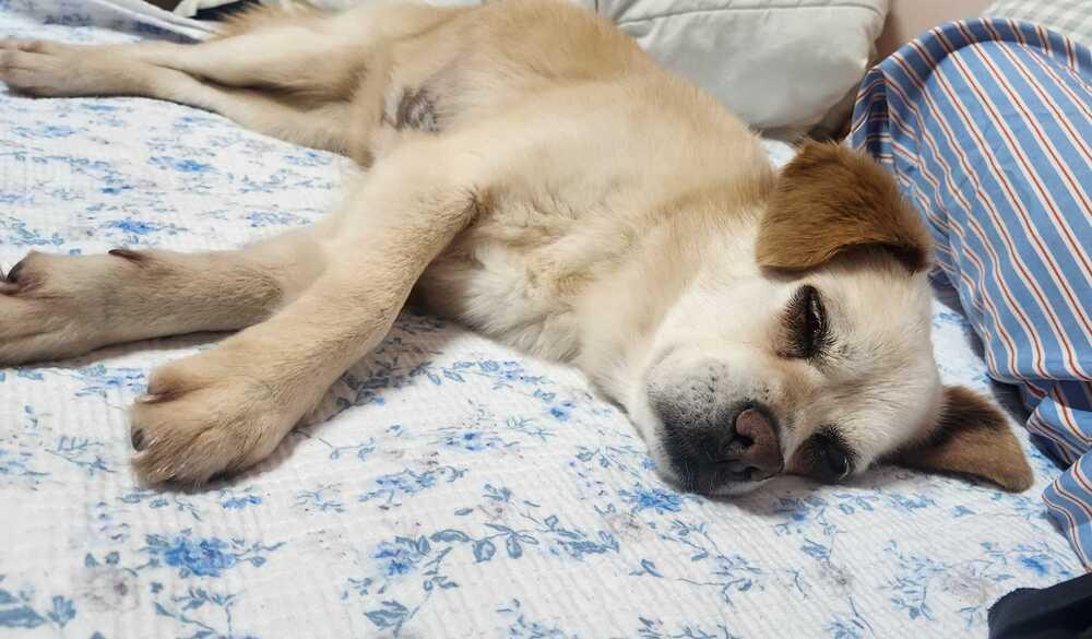 Enlarge Emma, a Adoptable Jindo in Long Island City, NY image 5/6