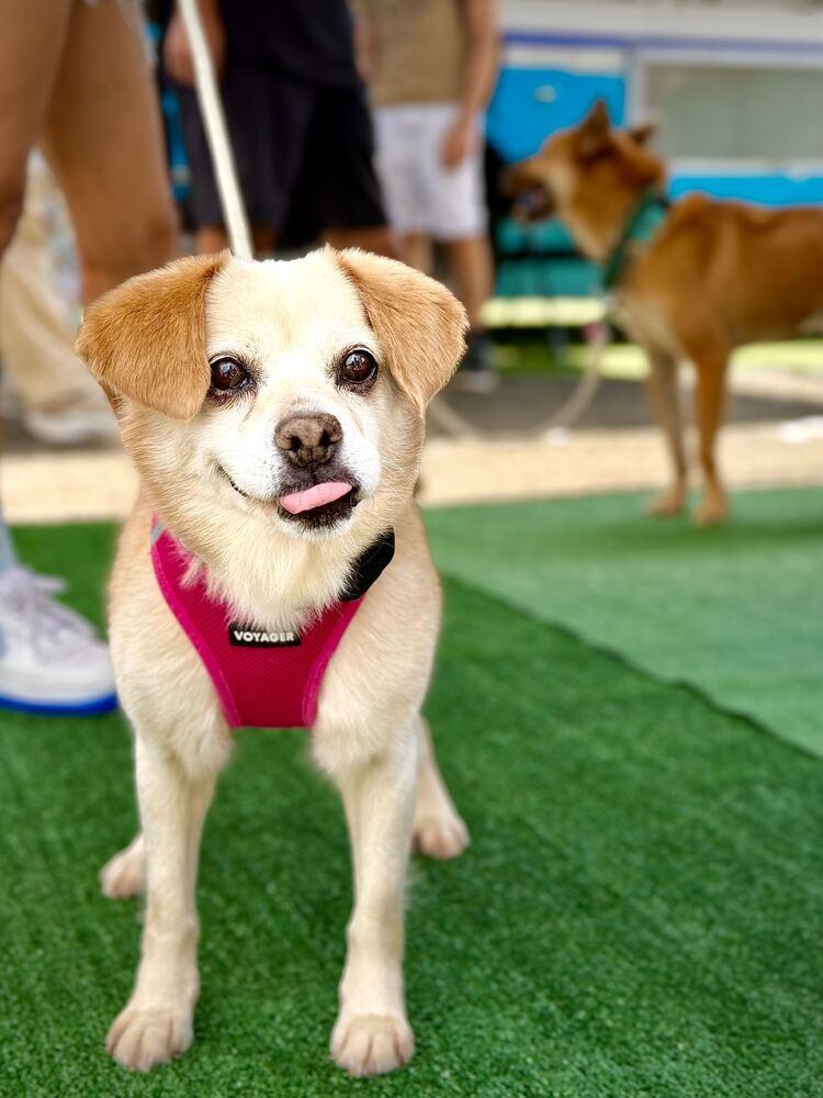 Enlarge Emma, a Adoptable Jindo in Long Island City, NY image 6/6