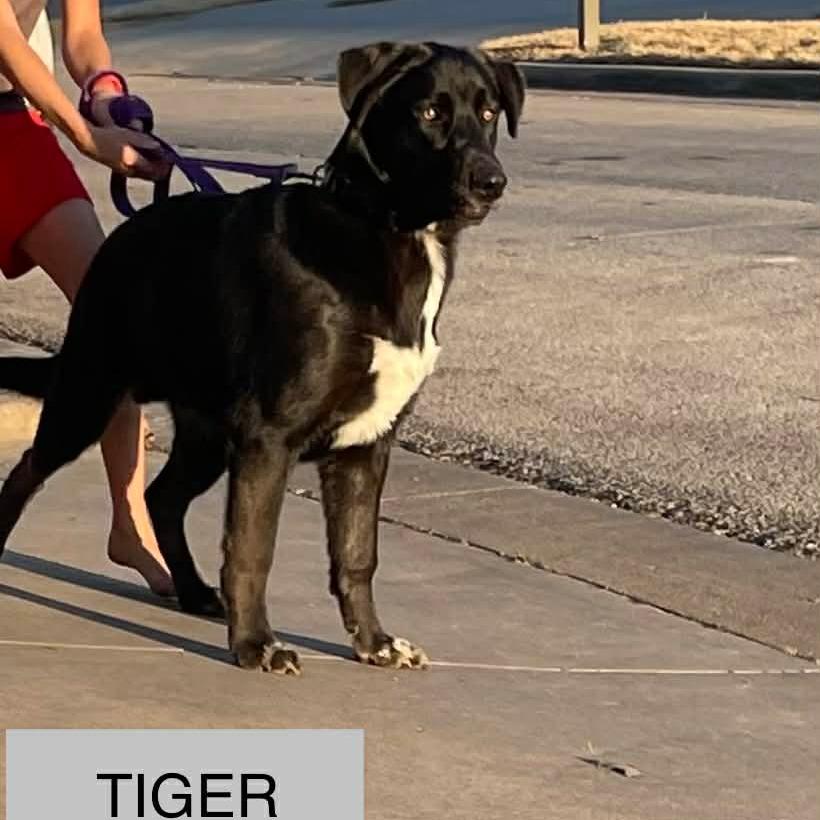 Tiger, Adoptable, Young Male German Shepherd Dog.