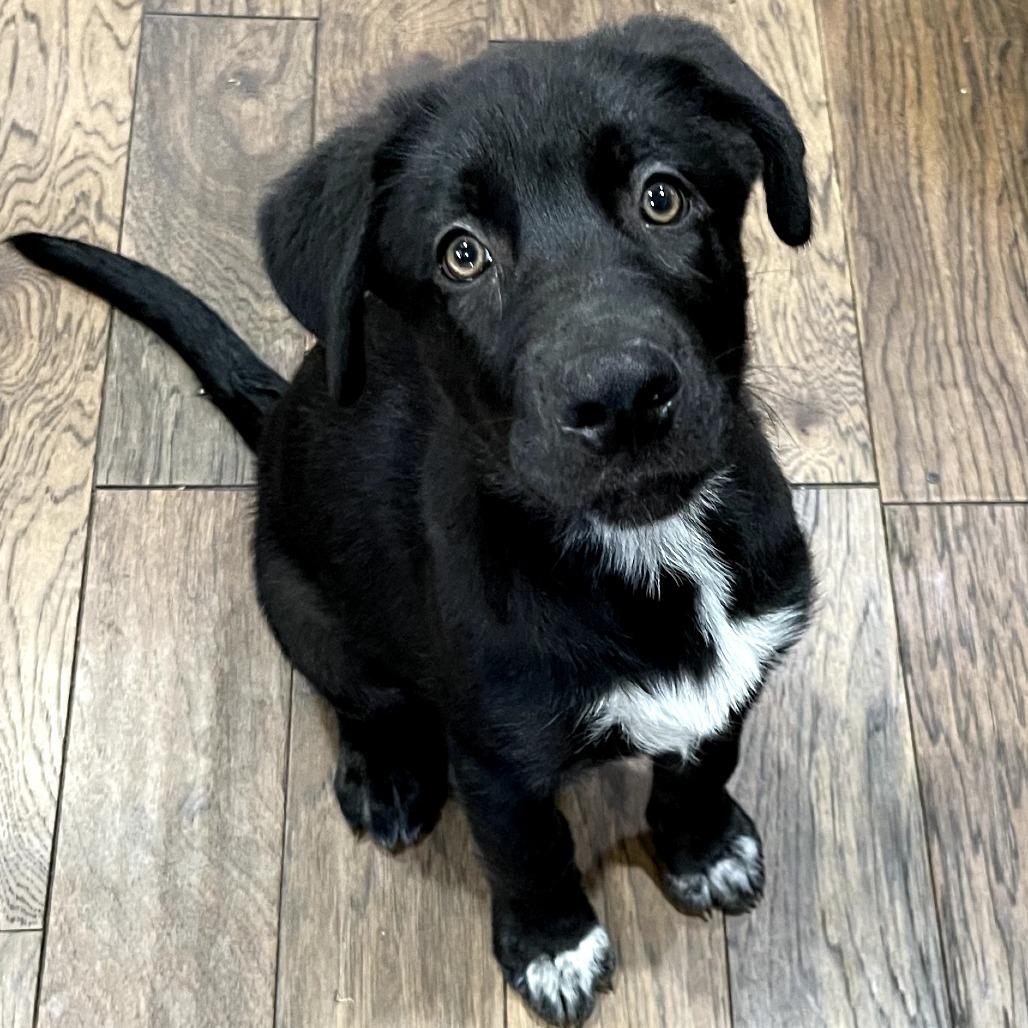 Tiger, a Adoptable German Shepherd Dog in Tulsa, OK image 1/4