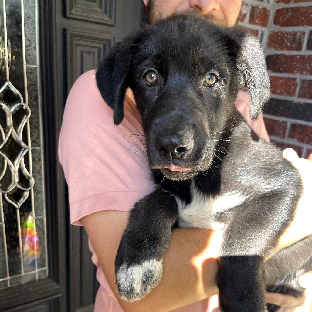 Tiger, a Adoptable German Shepherd Dog in Tulsa, OK image 3/4