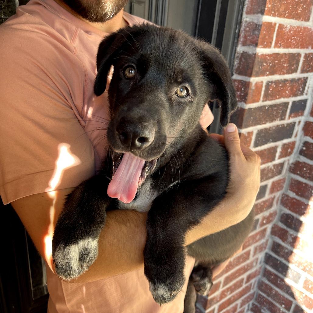 Tiger, a Adoptable German Shepherd Dog in Tulsa, OK image 4/4
