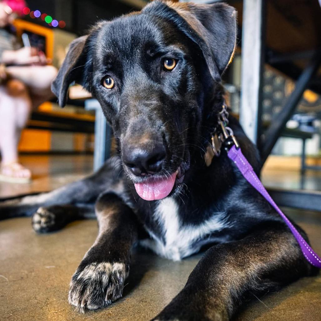 Enlarge Tiger, a Adoptable German Shepherd Dog in Tulsa, OK image 1/4