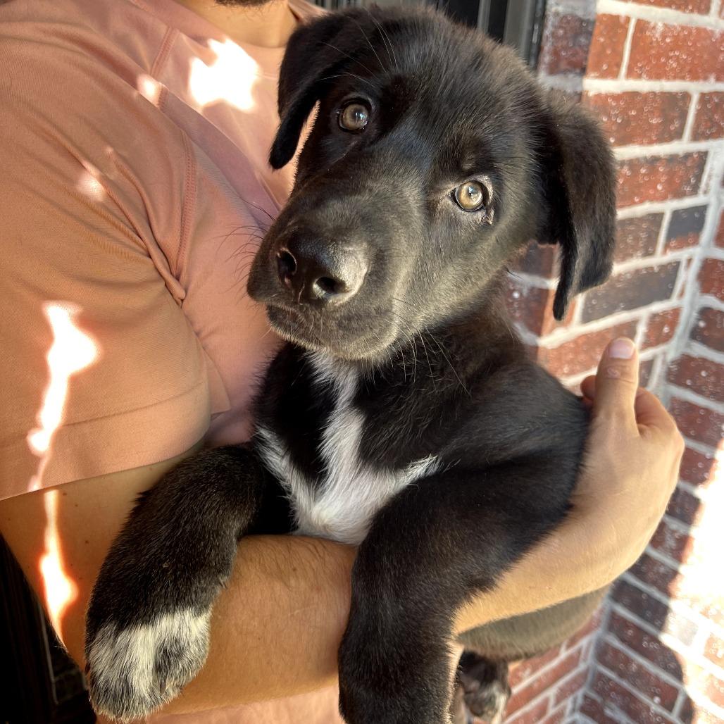Enlarge Tiger, a Adoptable German Shepherd Dog in Tulsa, OK image 3/4