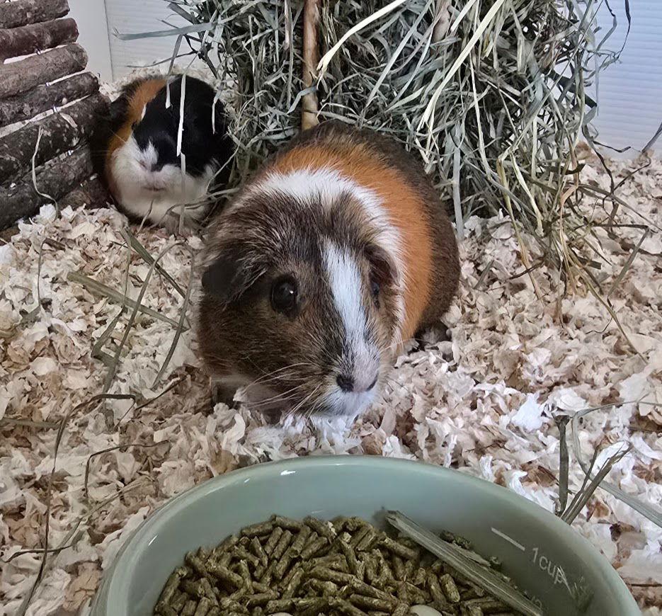 Hazel, Adopted, Senior Female Guinea Pig.