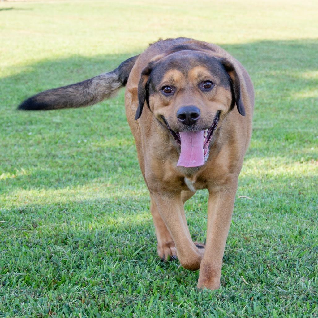 Elvis, Adoptable, Adult Male Mountain Cur & Mixed Breed.
