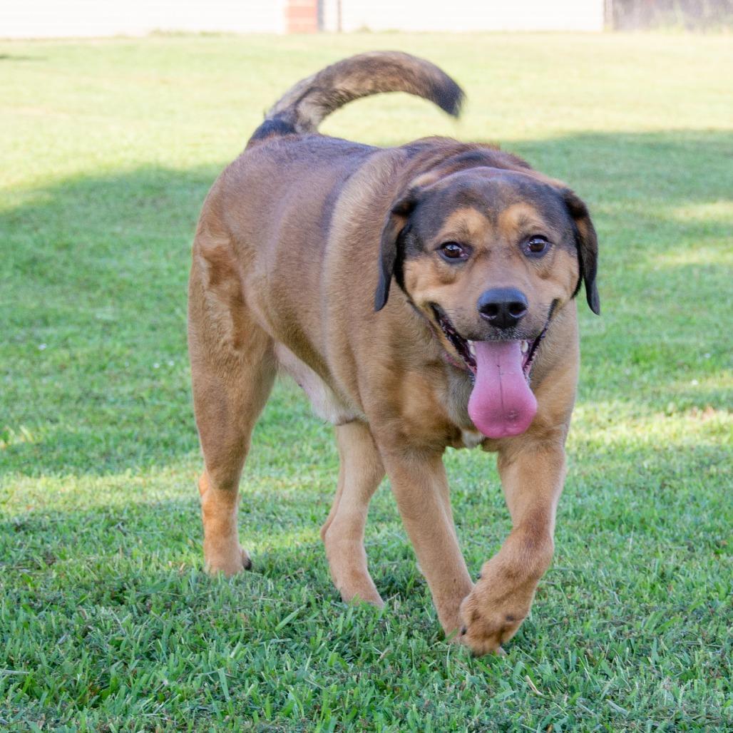 Enlarge Elvis, a Adoptable mixed breed in Cabot, AR image 2/3