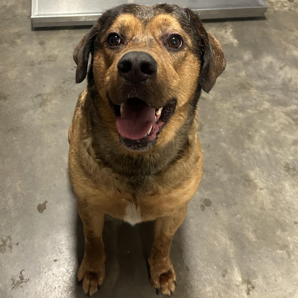 Elvis, Adoptable, Adult Male Mountain Cur & Mixed Breed.