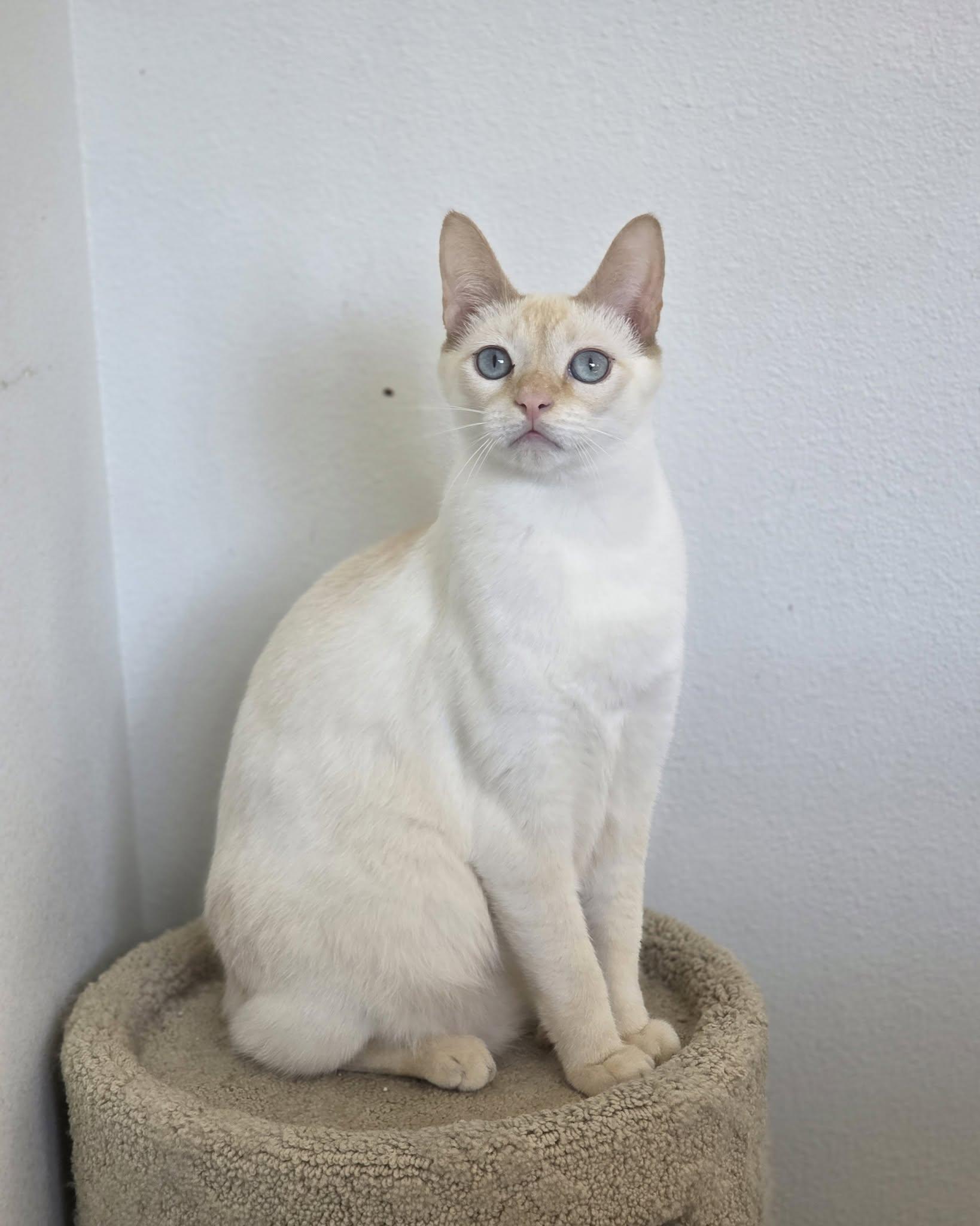 Enlarge Liam, a Adoptable Domestic Short Hair in Oakville, WA image 2/4