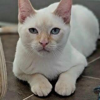Liam, Adoptable, Young Male Domestic Short Hair.