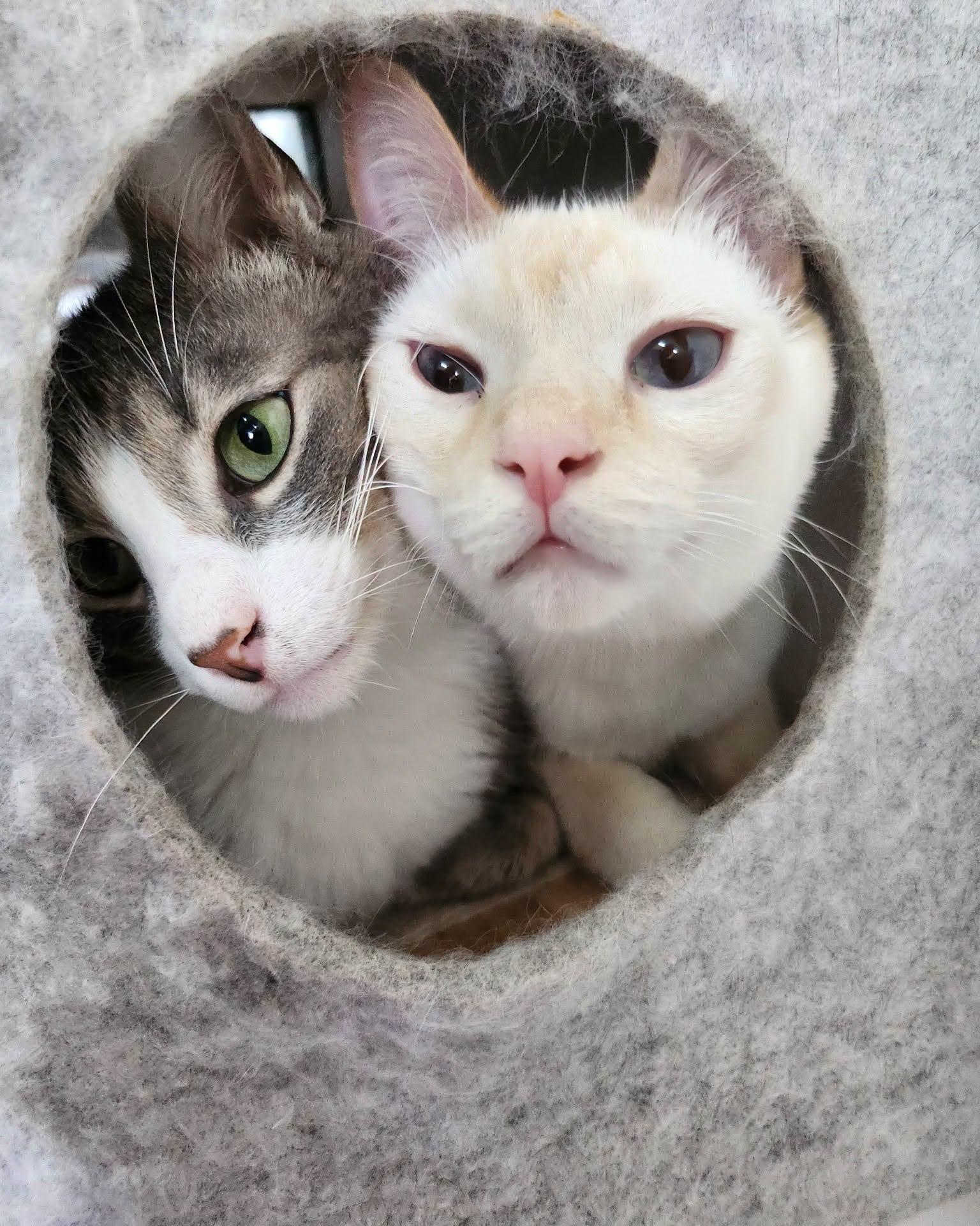 Enlarge Liam, a Adoptable Domestic Short Hair in Oakville, WA image 3/4