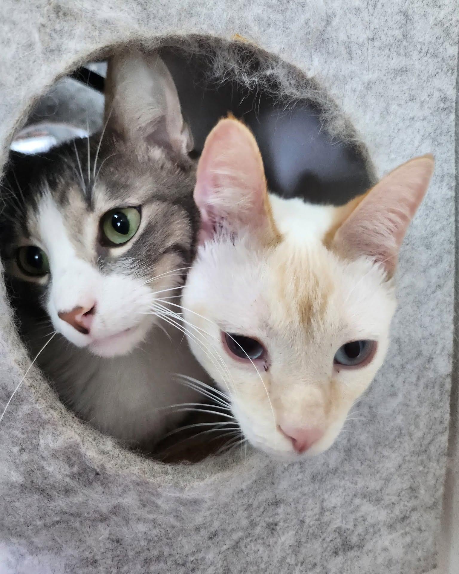 Enlarge Liam, a Adoptable Domestic Short Hair in Oakville, WA image 4/4