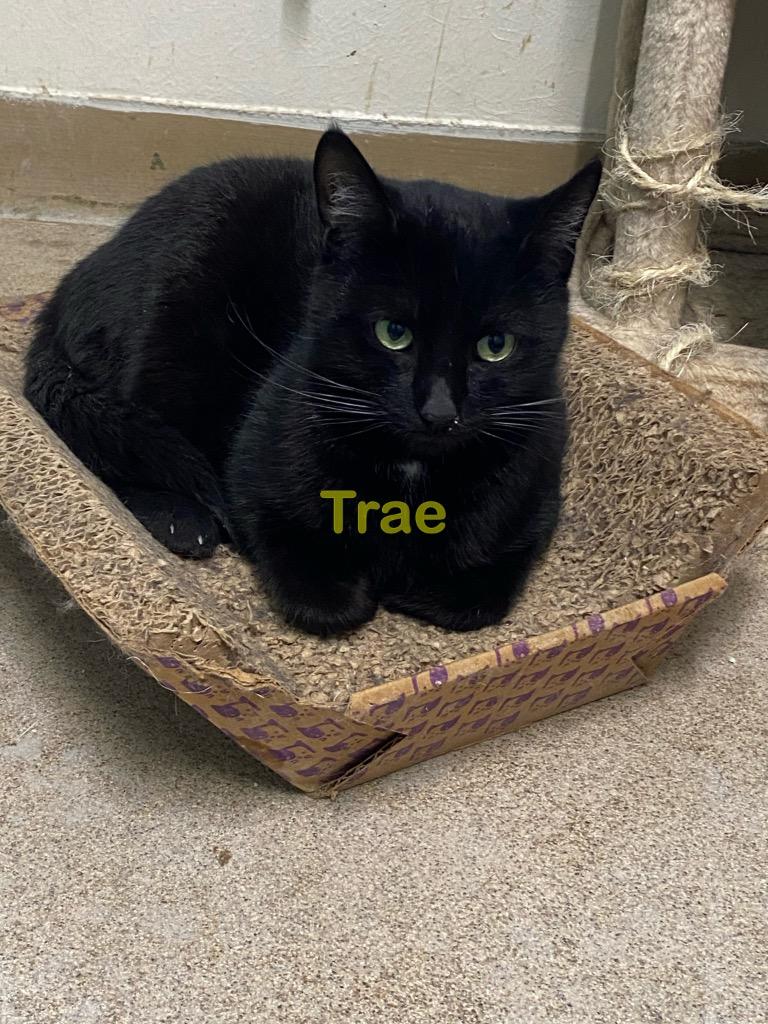 Enlarge Trae., a Adoptable mixed breed in Plattsburgh, NY image 1/1