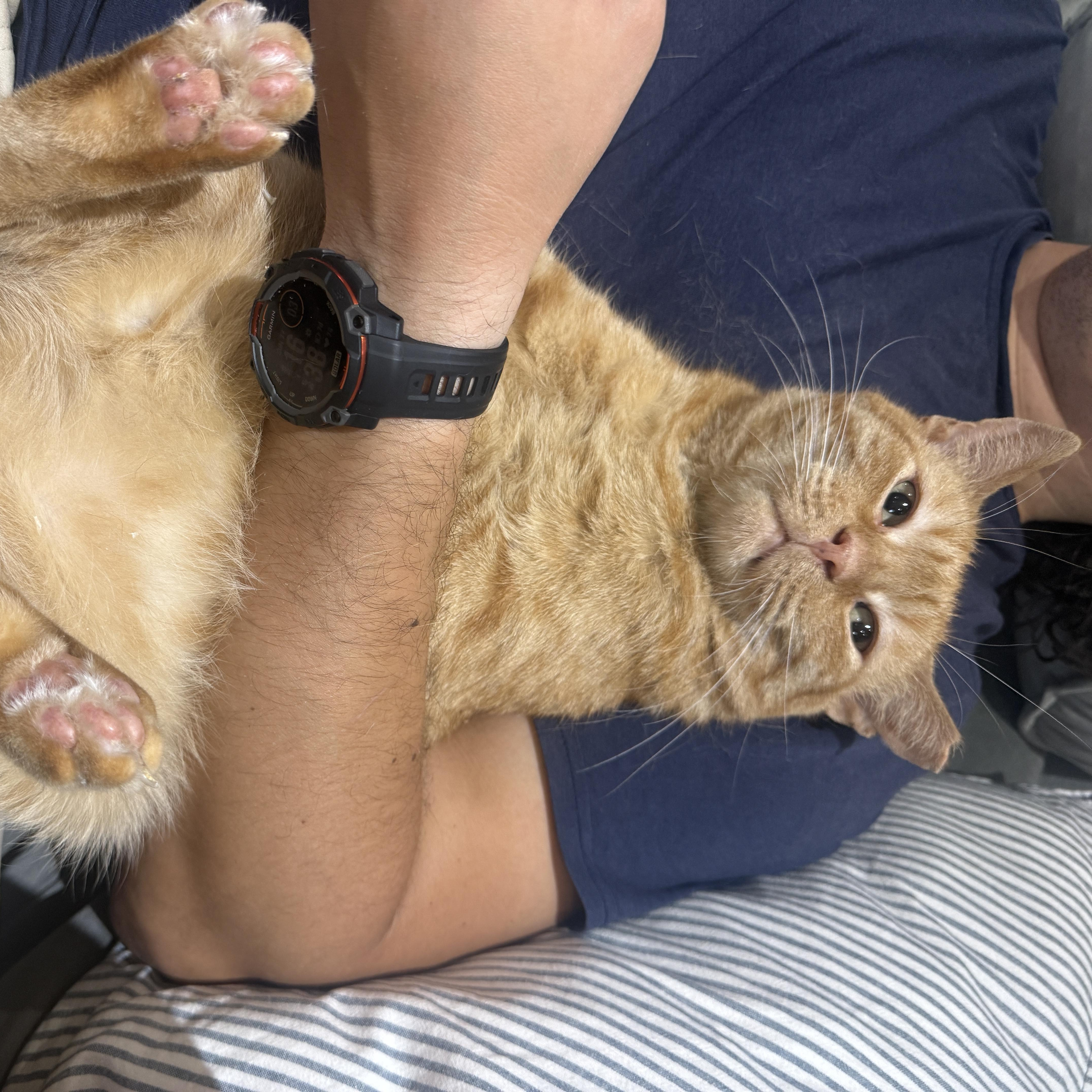Enlarge Big Orangie, a Adoptable Domestic Short Hair in Brooklyn, NY image 2/5