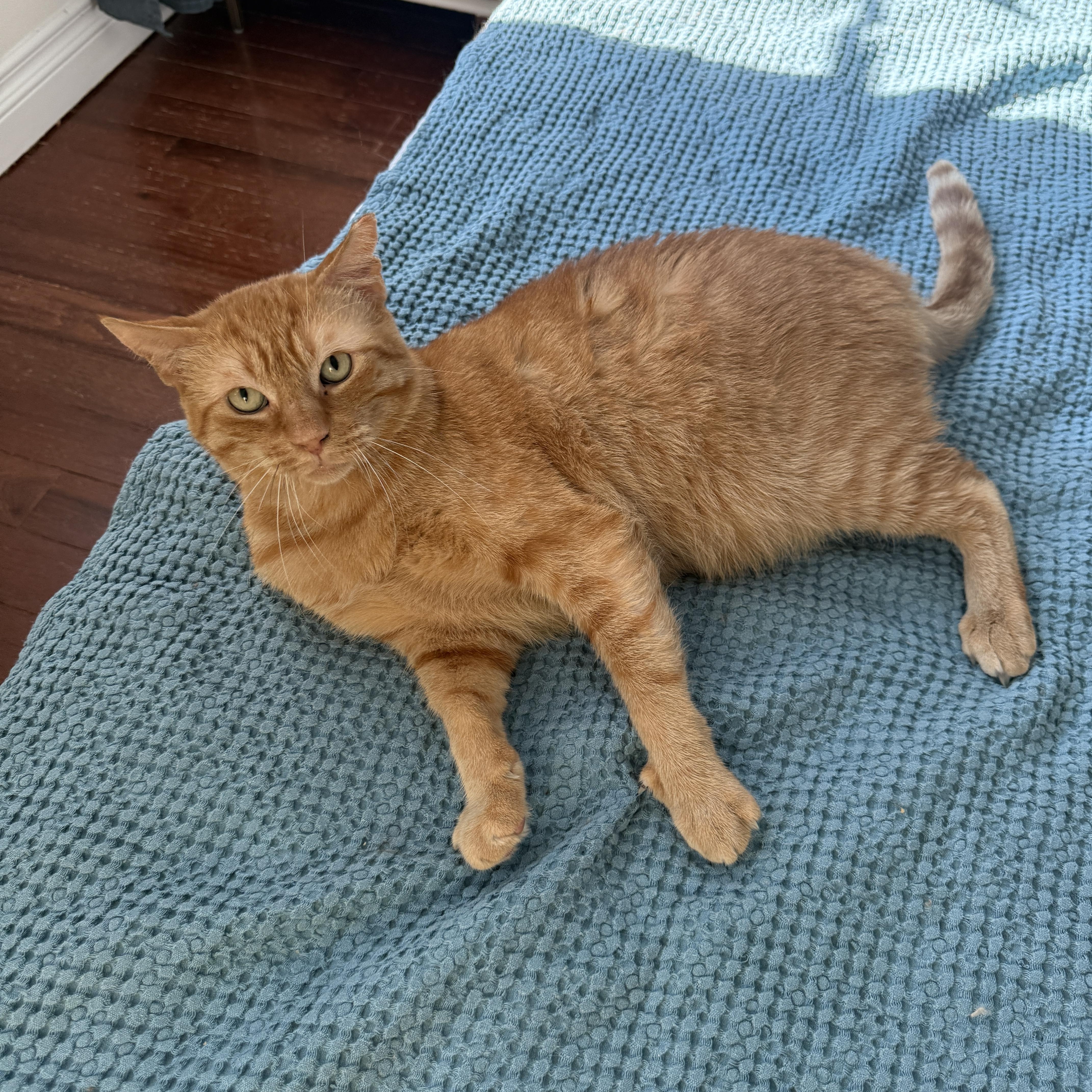 Enlarge Big Orangie, a Adoptable Domestic Short Hair in Brooklyn, NY image 5/5