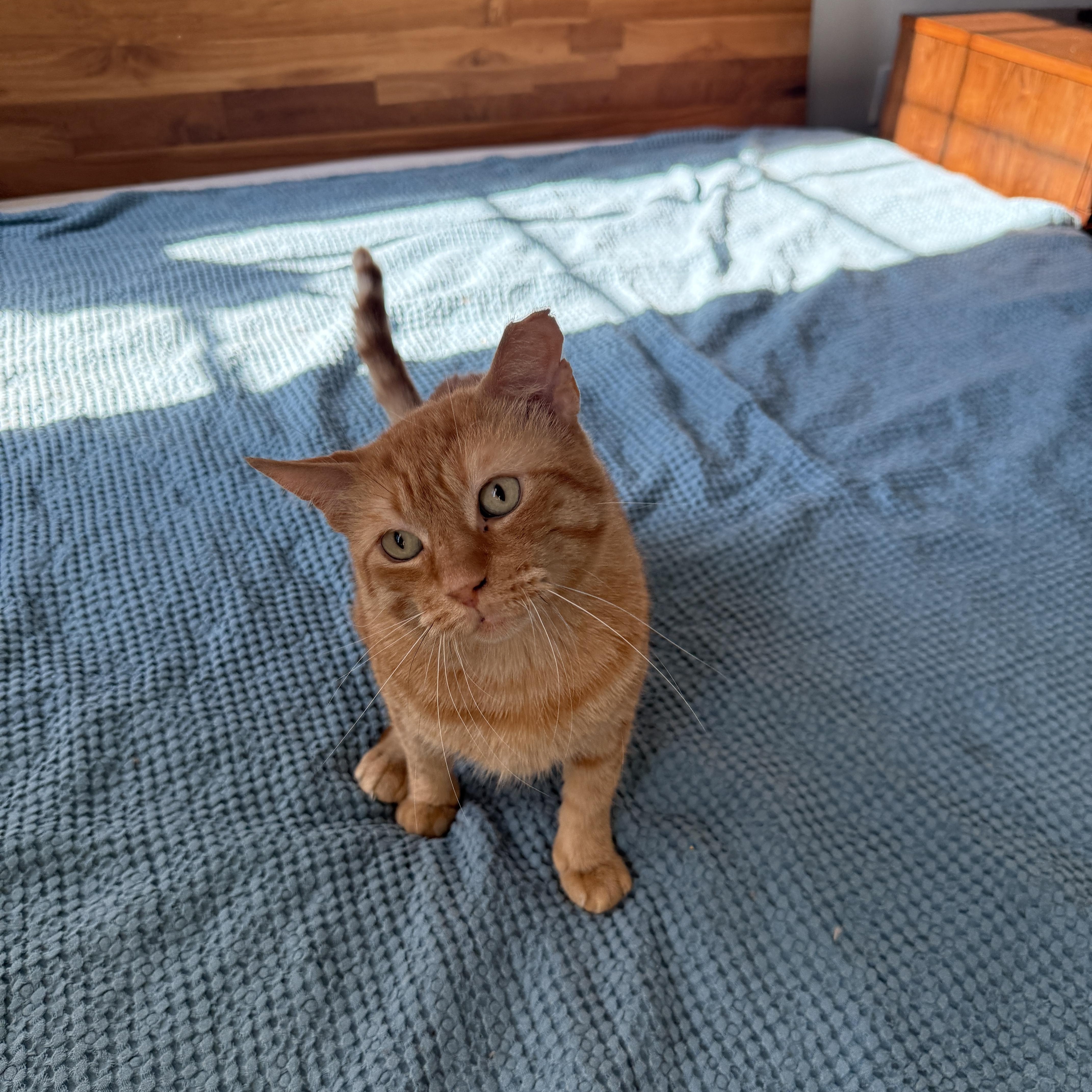 Enlarge Big Orangie, a Adoptable Domestic Short Hair in Brooklyn, NY image 4/5