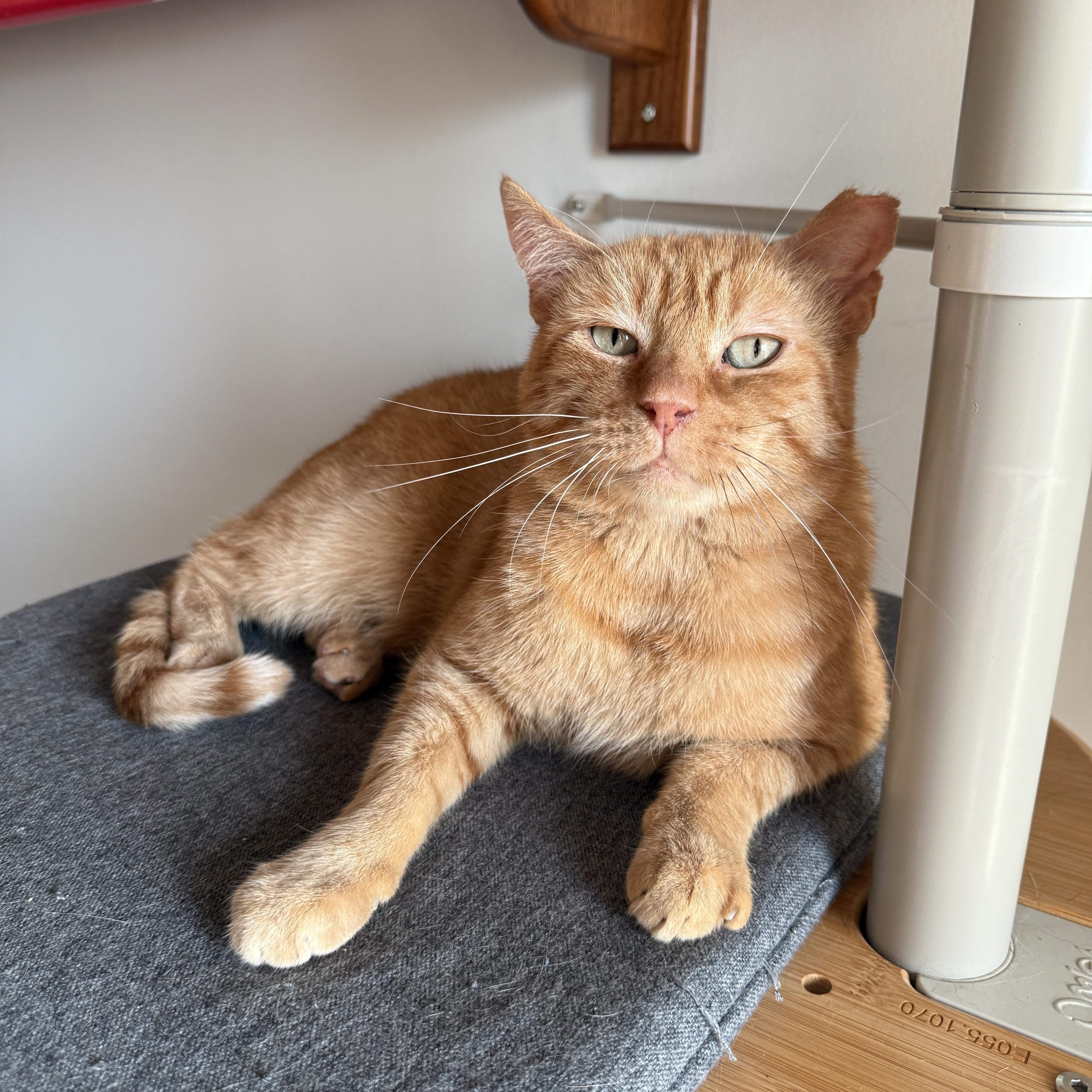 Enlarge Big Orangie, a Adoptable Domestic Short Hair in Brooklyn, NY image 1/5