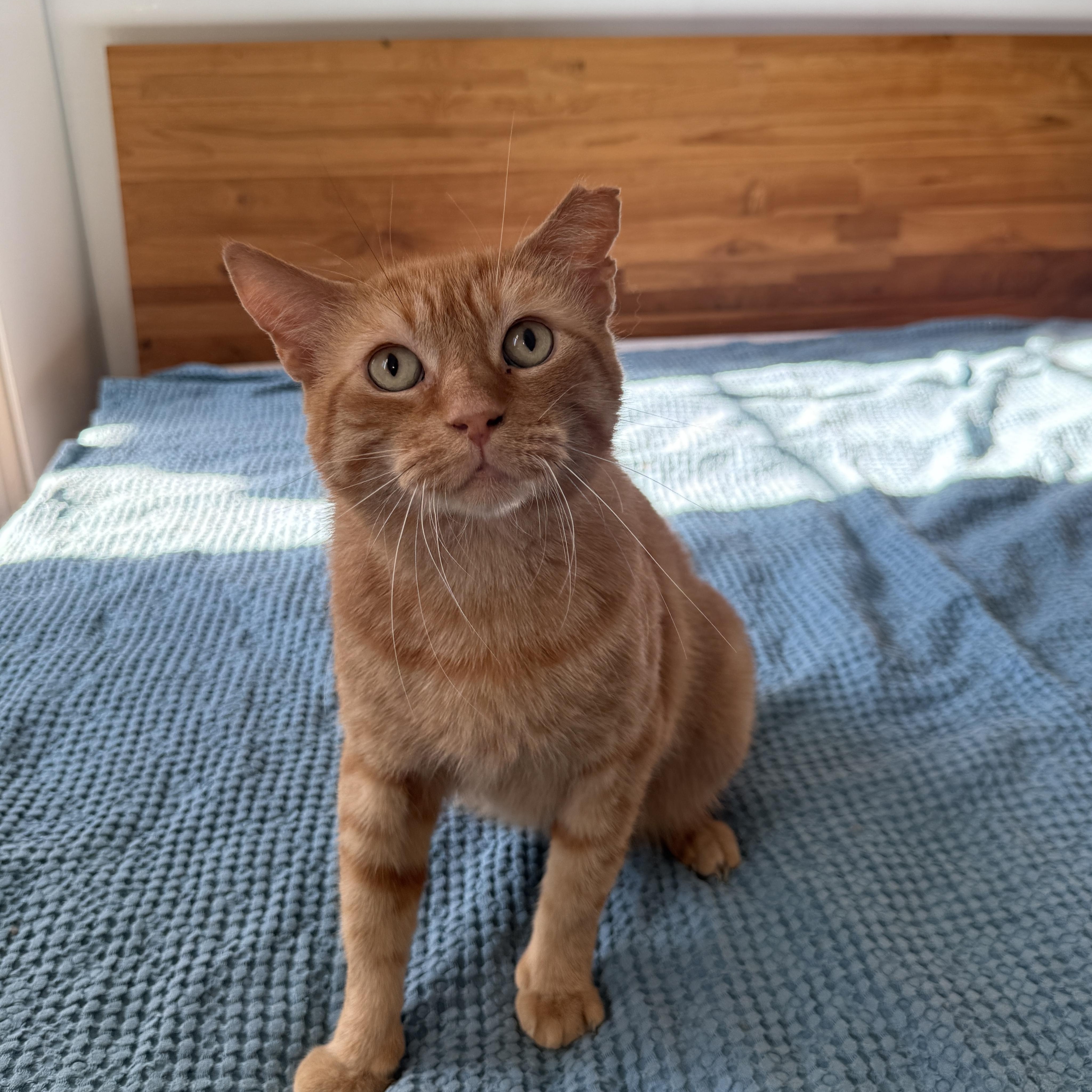 Enlarge Big Orangie, a Adoptable Domestic Short Hair in Brooklyn, NY image 3/5
