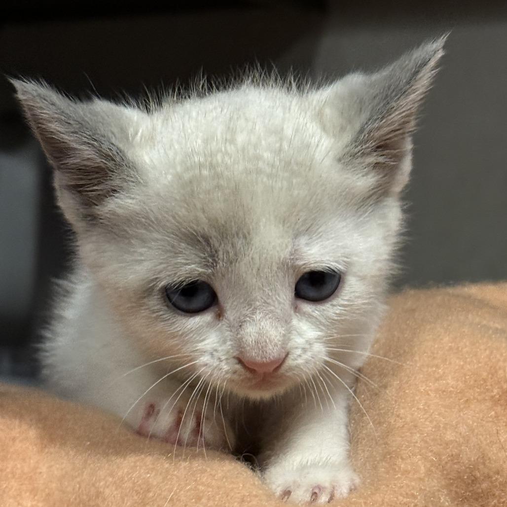 Twinkle, Adoptable, Kitten Male Domestic Medium Hair.